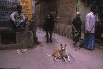 Hund liegt mitten in Rue Uttar Pradesh