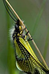 Owlfly on a stem in Catalonia - Spain