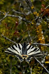 Southern swallowtail on a branchlet in Catalonia - Spain