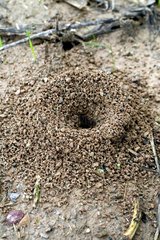 Ant-hill in Catalonia - Spain