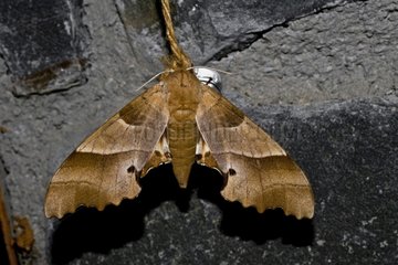 Lime hawk-moth on a wall in Catalonia - Spain