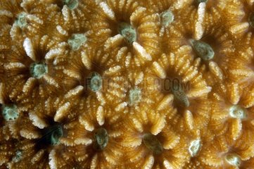 Polyps Coral open night Tuamotu French Polynesia