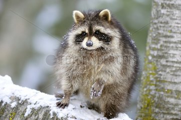 Raccoon in snow Rocky Mountains Montana USA
