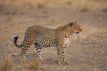leopard in the Masaï Mara National Reserve Kenya