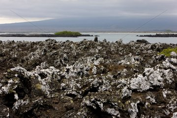 Lava -Feld auf den Inseln von Sea Isabela Island Galapagos Inseln