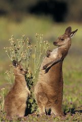 Scratching female Eastern Grey Kangaroo and its small