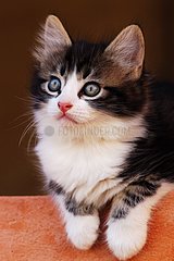 Portrait d'un chaton de gouttière
