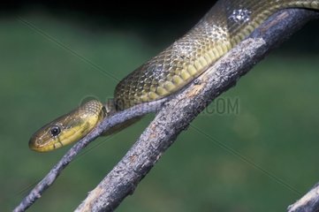Grass snake of Esculape crawling on a branch Greece