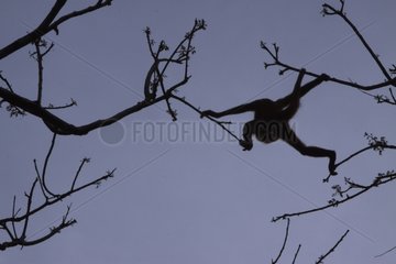 Spinnenaffen auf einem Baum Corcovado Costa Rica
