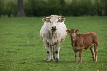 Vache et son veau âgé de 15 jours dans un pré Picardie