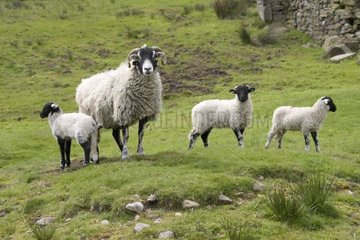 Black-faced ewe and lambs Yorkshire United-Kingdom
