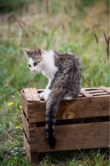 Cat sat on a wooden box
