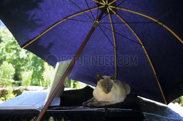 Cat lying down under a parasol
