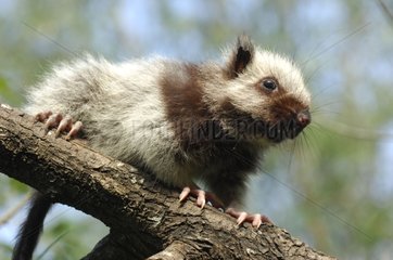 Giant busy-tailed cloud rat on a branch Philippines
