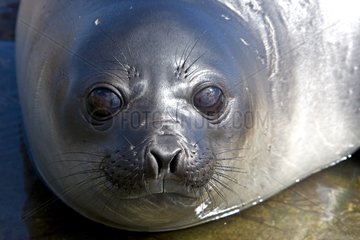 Portrait of young Northern elephant seal in Falkland Islands