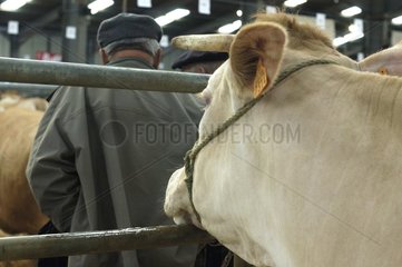 Charolaise cow in an animal contest France