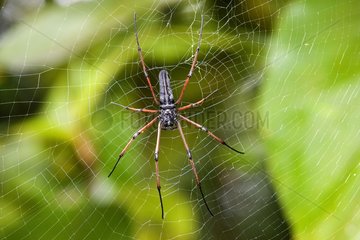 Orbweaver on its cobweb National park of Bako Borneo