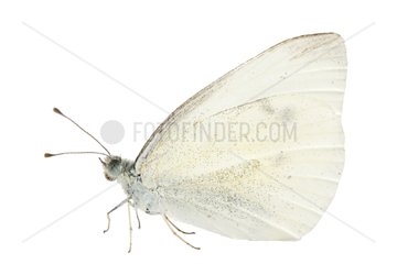 Cabbage butterfly in studio