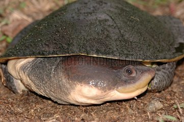 Common Toad-headed Turtle resting on the ground Guyana