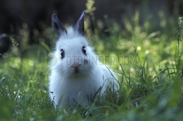 Portrait of a dwarf Rabbit in grass [AT]