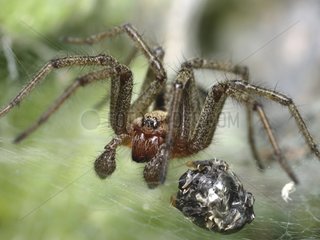 Araignée agelenidés dans sa toile devant sa proie France