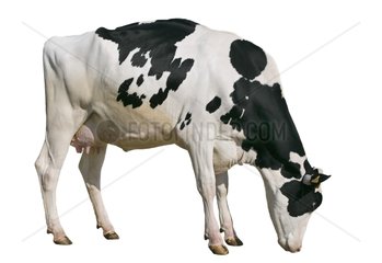Prim'Holstein cow in studio