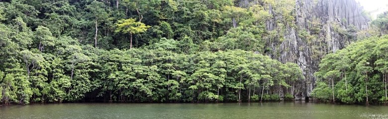 Mangrove Cadlao Island Bacuit Archipelago El Nido Palawan