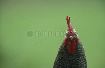Portrait of Cock Bavaria Germany