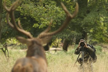 Shooting of a Red deer