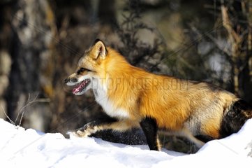 Roter Fuchs spazieren in den Snow Rocky Mountains USA