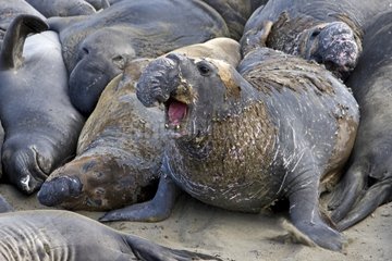 Northern Elephant Seal Männliche Rut California USA