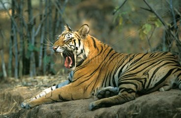 Tigre du Bengale baillant Inde