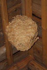 Wasp nest hanging underneath a timber work in Latvia