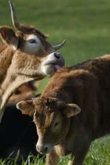 Cow of race aubrac licking its calf in Lozere
