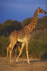 Masaï giraffe nursing its young Masaï Mara Kenya