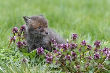 Young Red fox in a flowering meadow GB