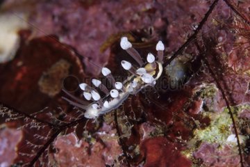 Aeolid nudibranch on a Hydroid Komodo Indonesia