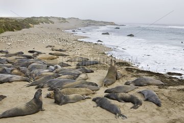 Gathering Northern Elephant Seals California USA