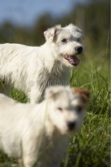 Zwei Parson Russel Terrier