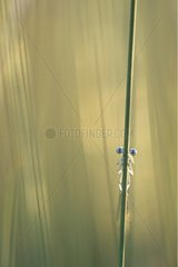 A Damselfly hung from a rod