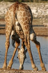 Giraffe trinken in einem Wasserpunkt -Nationalpark von Etosha