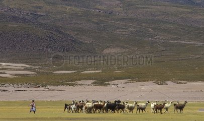 Bolivien Lamas Caravan
