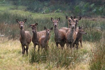Herd of hinds in autumn Great-Britain