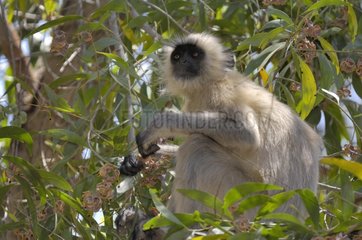 PortrÃ¤t eines Hanuman Langur  der in einem Baum Indien isst