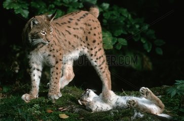 Lynx boréal adulte et jeune