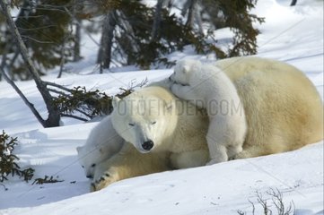 Femelle d'ours polaire avec ses jeunes dans neige Churchill