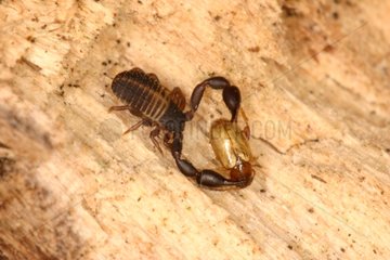 Pseudoscorpion with its prey Sieuras Ariege France