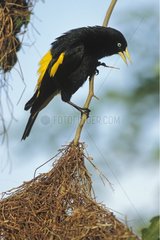 Male Yellow-rumped Cacique perched above the nest Brazil
