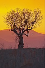Baum isoliertes Sonnenuntergangsplateau Valensoles Frankreich