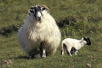 Black-face ewe and its lamb Mull island Scotland